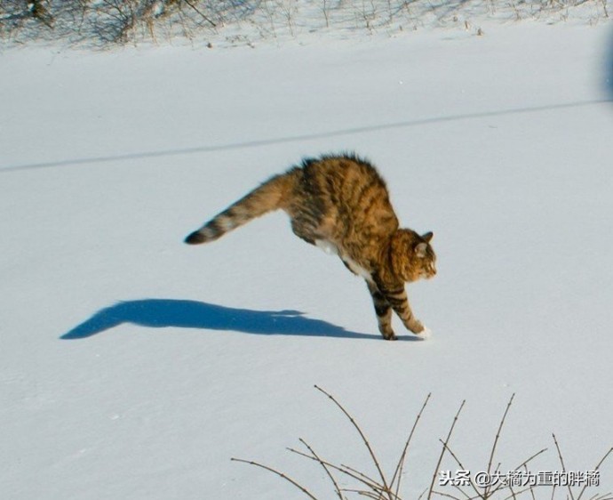 Кошки и снег - это две несовместимости