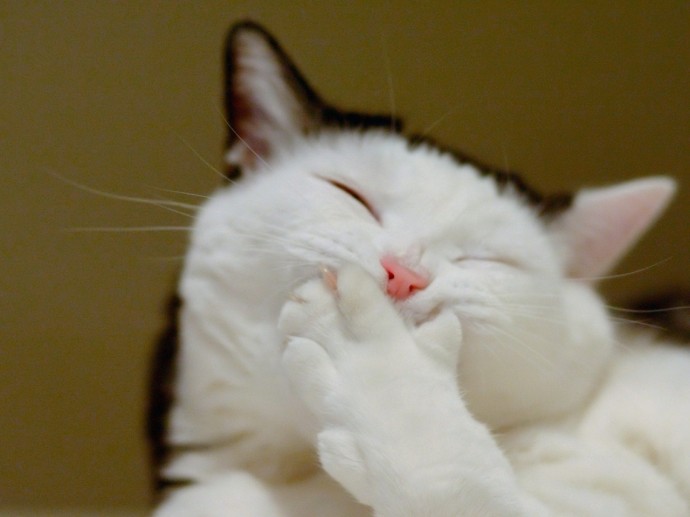 Народная примета: если утром ваш кот загадочно улыбается, тапки лучше не одевать