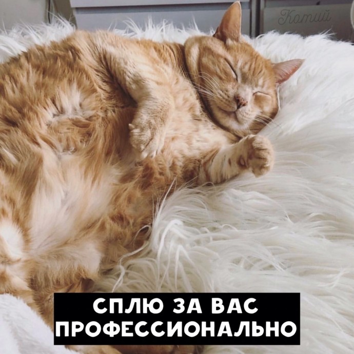 Резюме от котиков