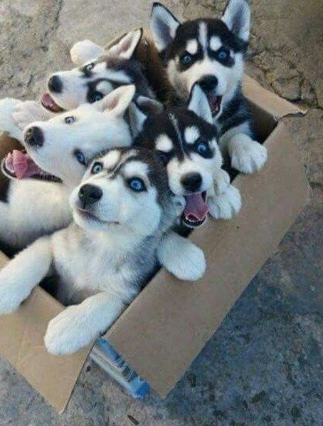 Собаки, которые тоже любят сидеть в коробках