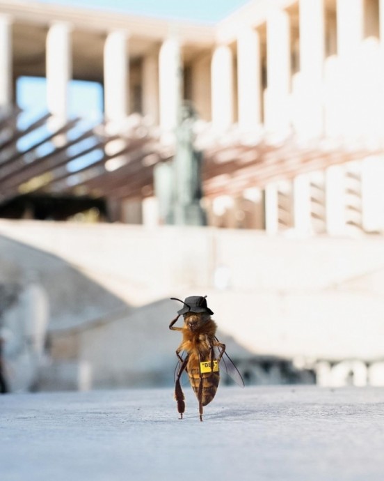 Знакомьтесь, это пчела по имени Би – теперь она блогер.