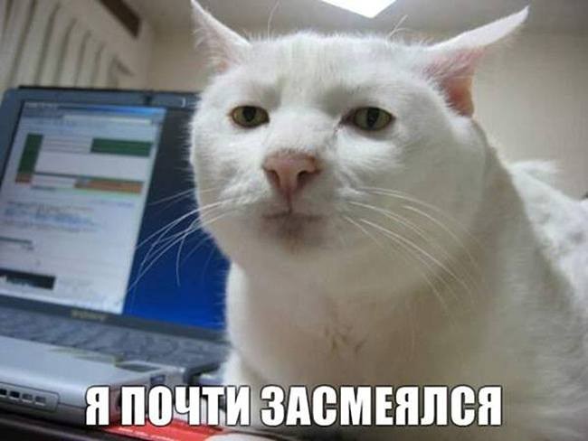 Котэ на случай очень важных переговоров.