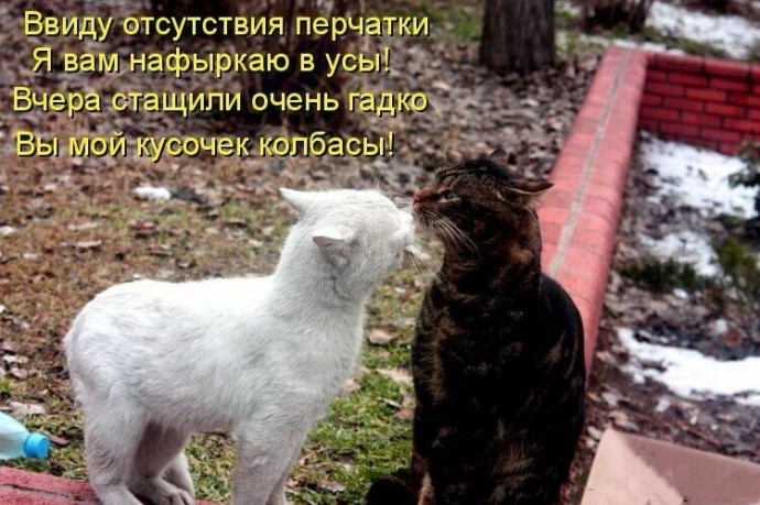 Коты и забавные подписи