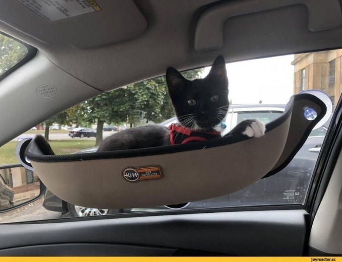 Даже в авто есть специальное местечко для котика