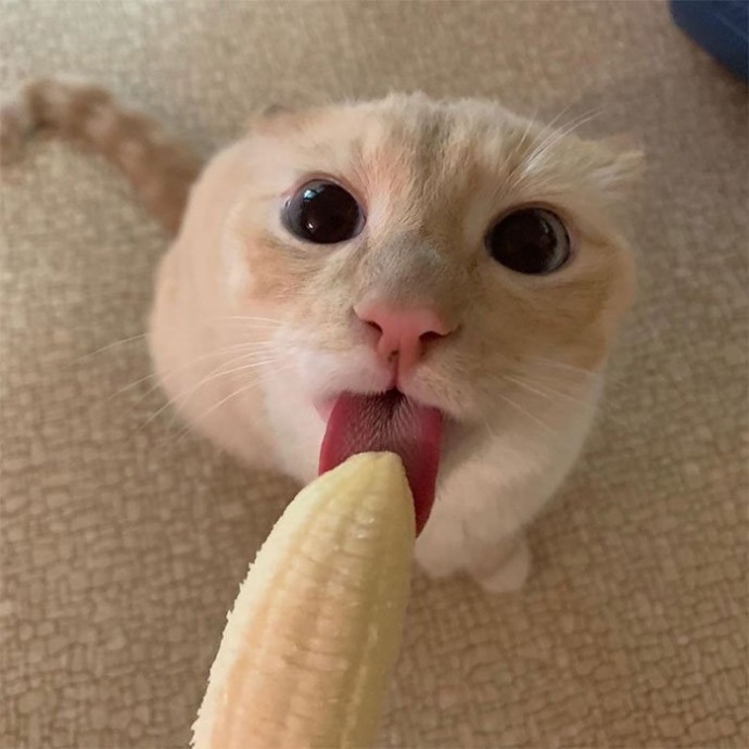 Это Бин и он очень любит бананы