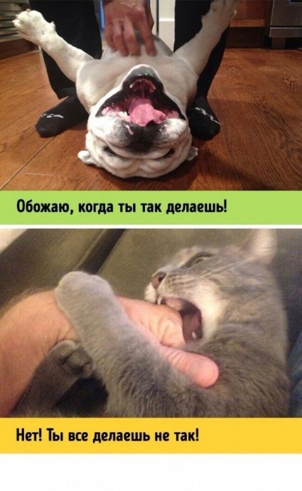 Разница между собаками и кошками