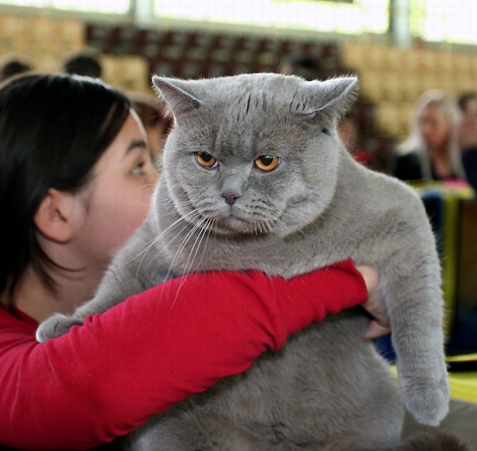 Реакция кота на гостей