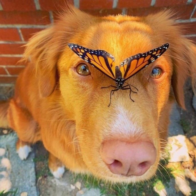 Чудо-пес, который дружит с бабочками