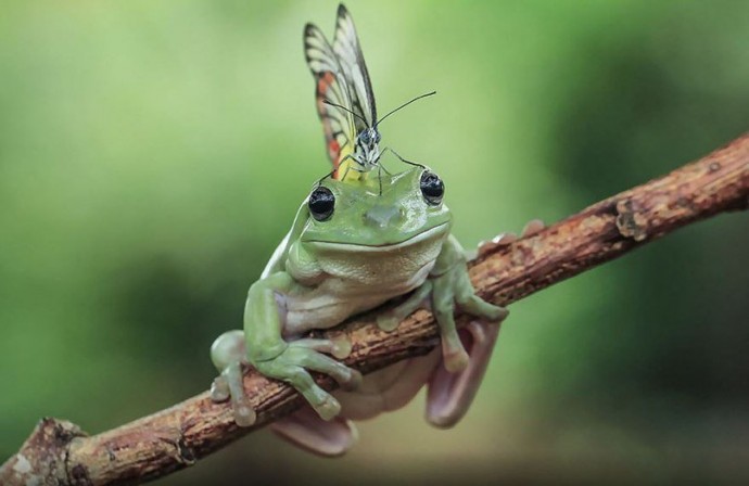 Фото лягушек, которые выглядят настоящими очаровашками