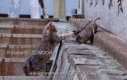 Кошачья жизнь