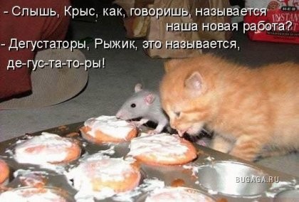 Кошачья жизнь