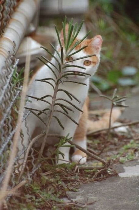 Кошки-партизанки, которые за всеми следят