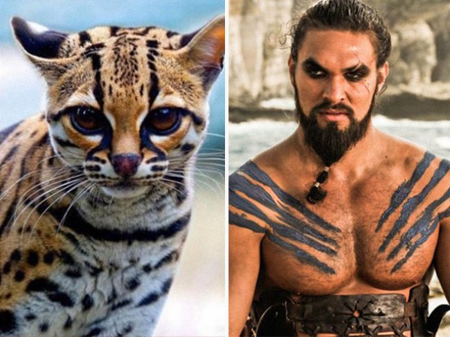 Коты, которые удивительно похожи на героев фильмов