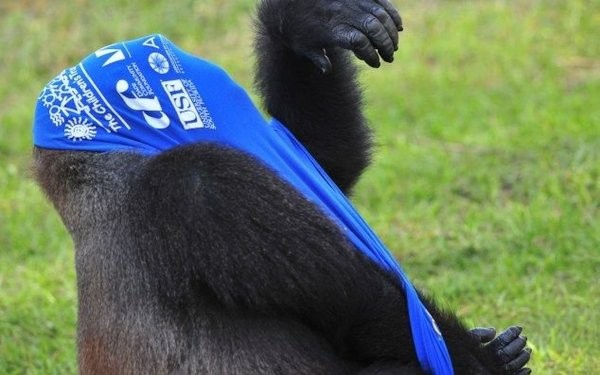 Модная горилла