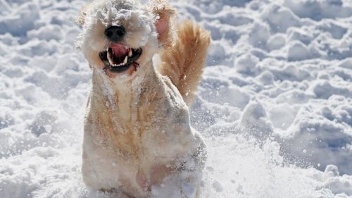 Выпавший снег — большая радость не только для ребятни, но и для животных!