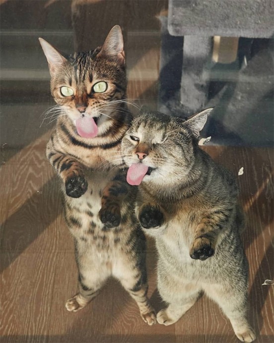 Два кота - это всегда весело