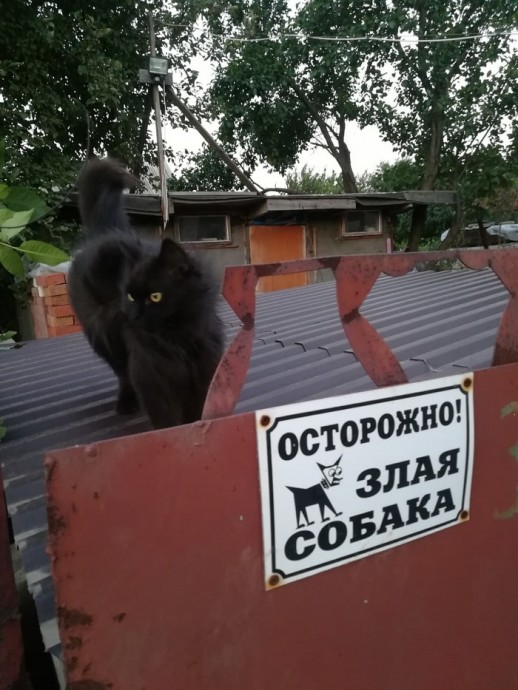 Случаи, когда за табличкой «Осторожно, злая собака» скрывалось вовсе не то, чего стоило ожидать Случаи, когда за табличкой «Осторожно, злая собака» скрывалось вовсе не то, чего стоило ожидать