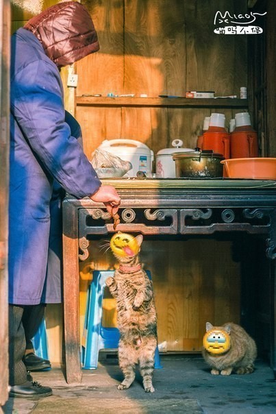 Смайлы и котэ весьма гармоничны.