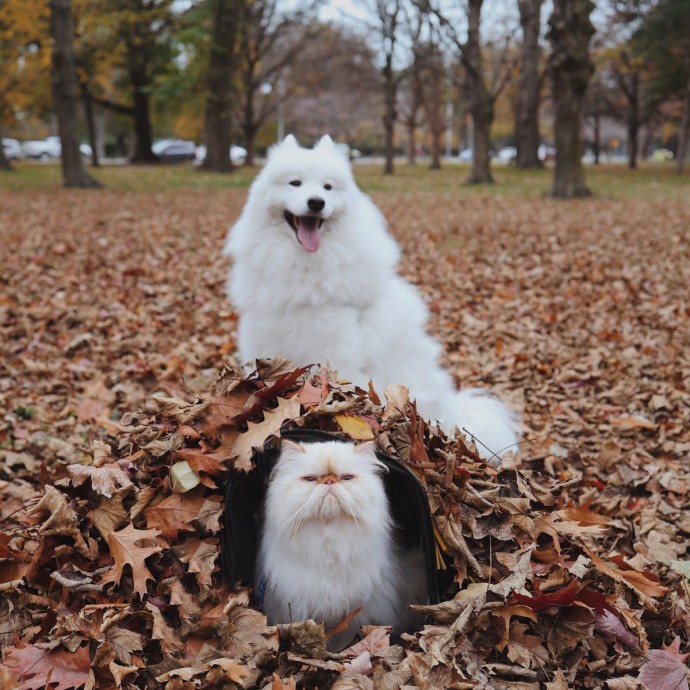 Улыбчивый пес и хмурый кот