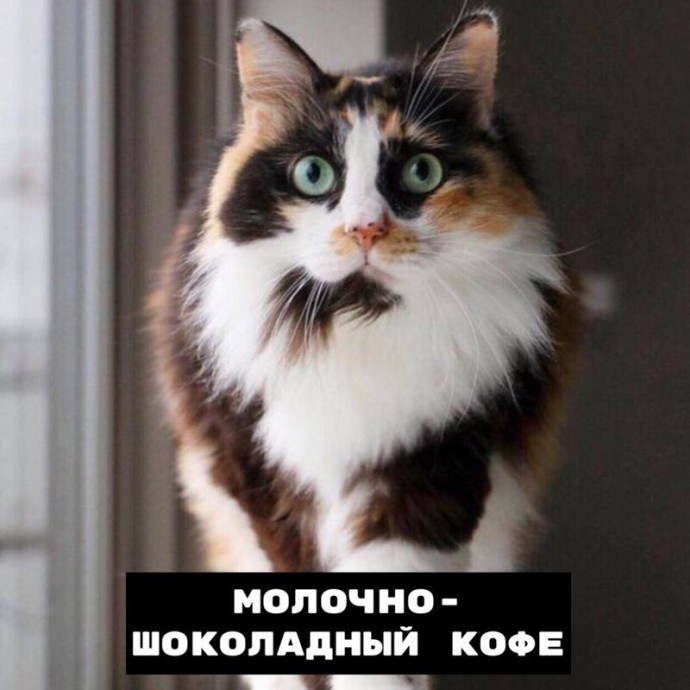 Виды котокофе