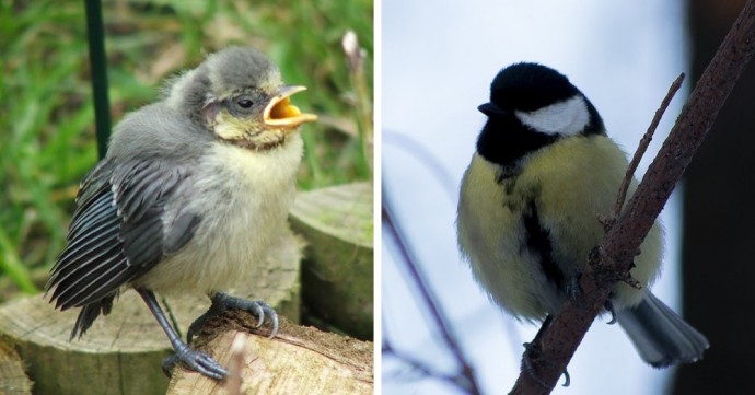9 примеров того, как маленькие птенцы отличаются от своих родителей