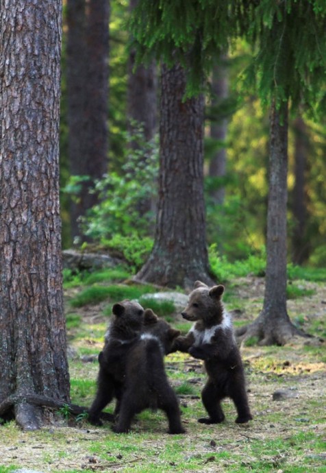 Танцующие медвежата в лесу