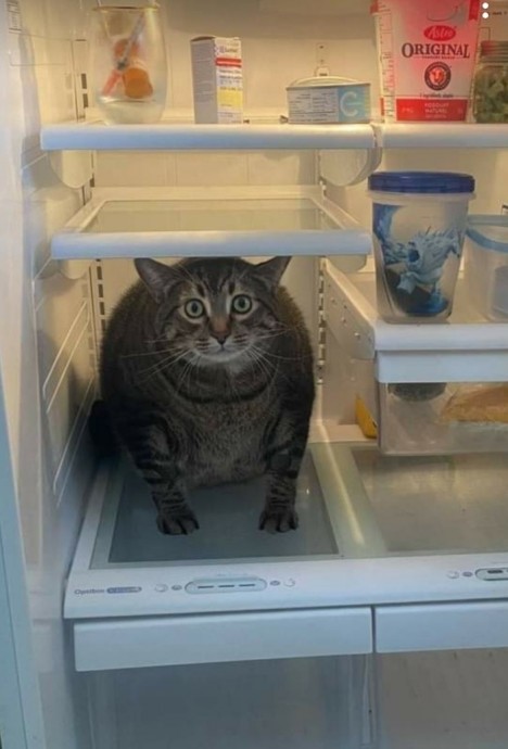 Защитники вашего холодильника